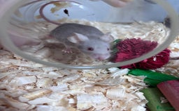 Mouse rodents for sale: Pet fancy mice waiting list 2 litters due  - Image 11