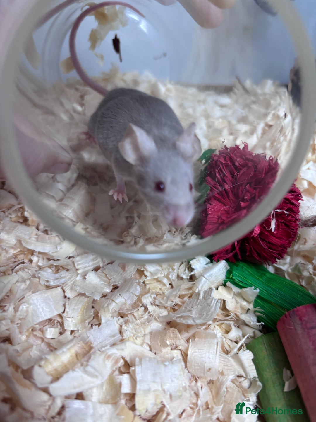 Mouse rodents for sale: Pet fancy mice waiting list 2 litters due  - Image 11