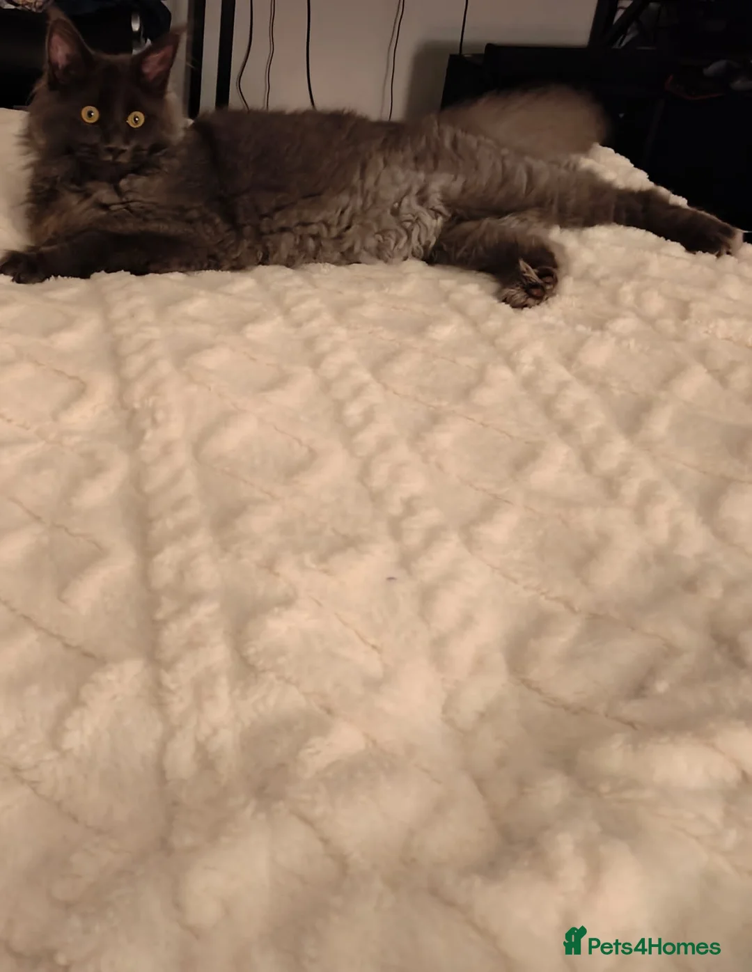 Maine Coon cats for sale: GCCF Registered Mainecoon  - Advert 4