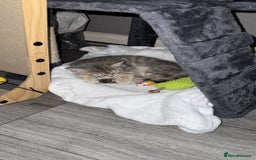 British Shorthair cats for sale: BSH Kitten Bean - Image 33