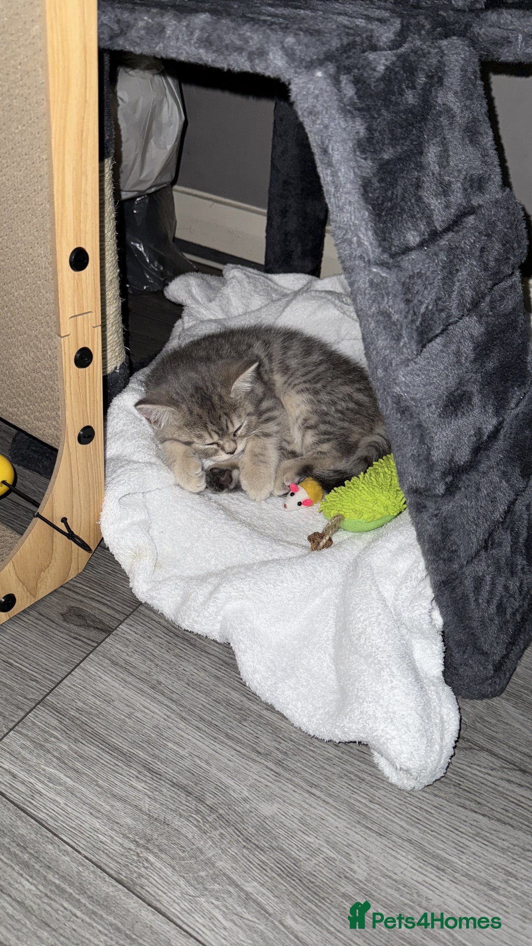 British Shorthair cats for sale: BSH Kitten Bean - Image 33