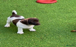 Dachshund dogs for sale: Min dachshund x teckel ( standered dachshund) - Image 22