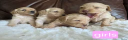 Cockapoo dogs for sale: DNA Health Tested Cockapoos Apricot/Golden - Advert 14