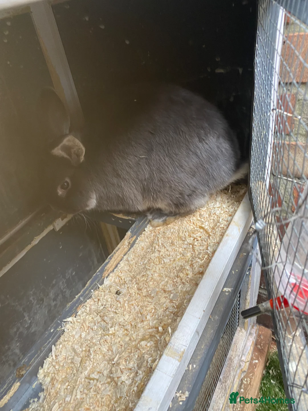 Mixed Breed rabbits for sale: Rabbits for sale  - Advert 2