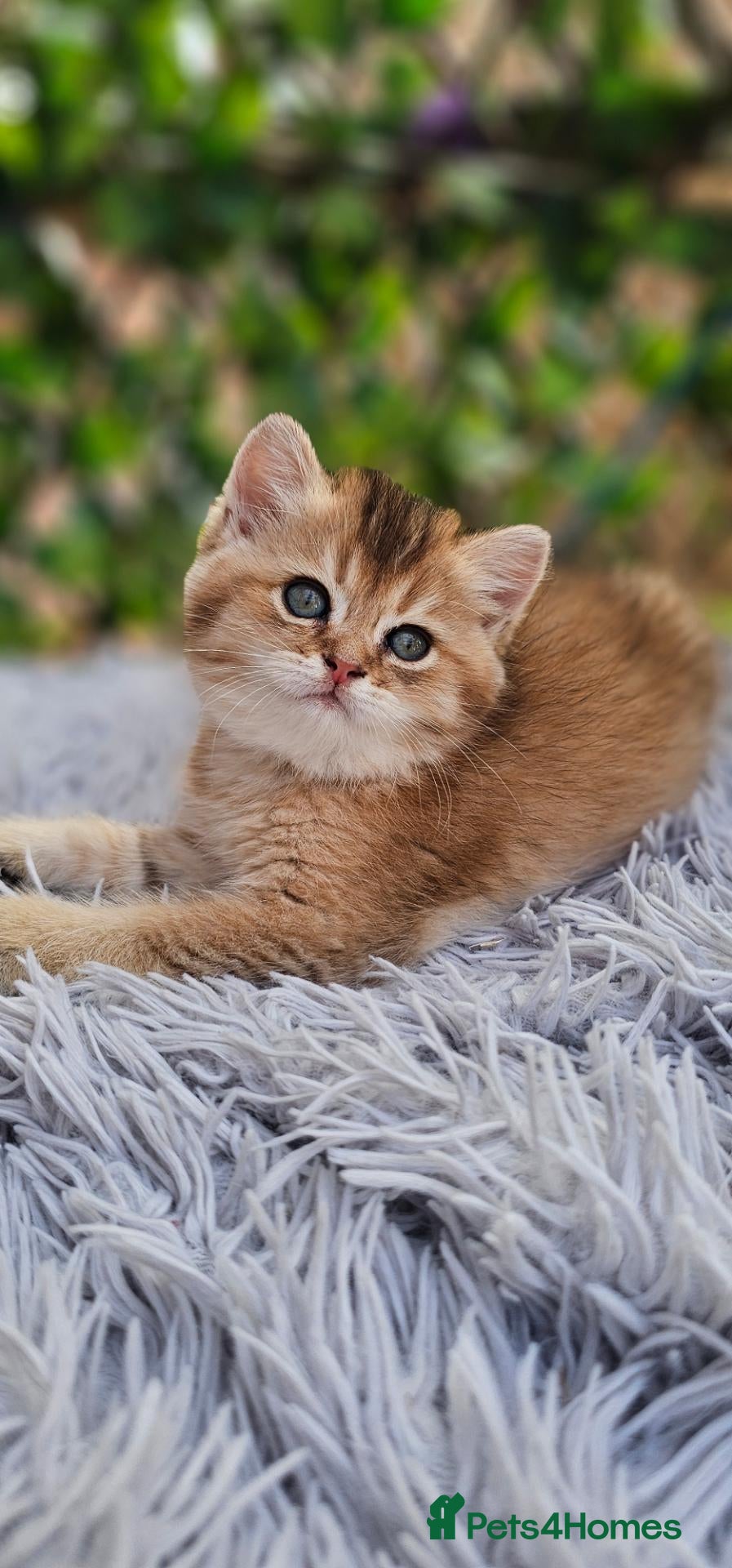 British Shorthair cats 🔯 Stunning Black Golden ♂️🐈🔯 - Advert 2
