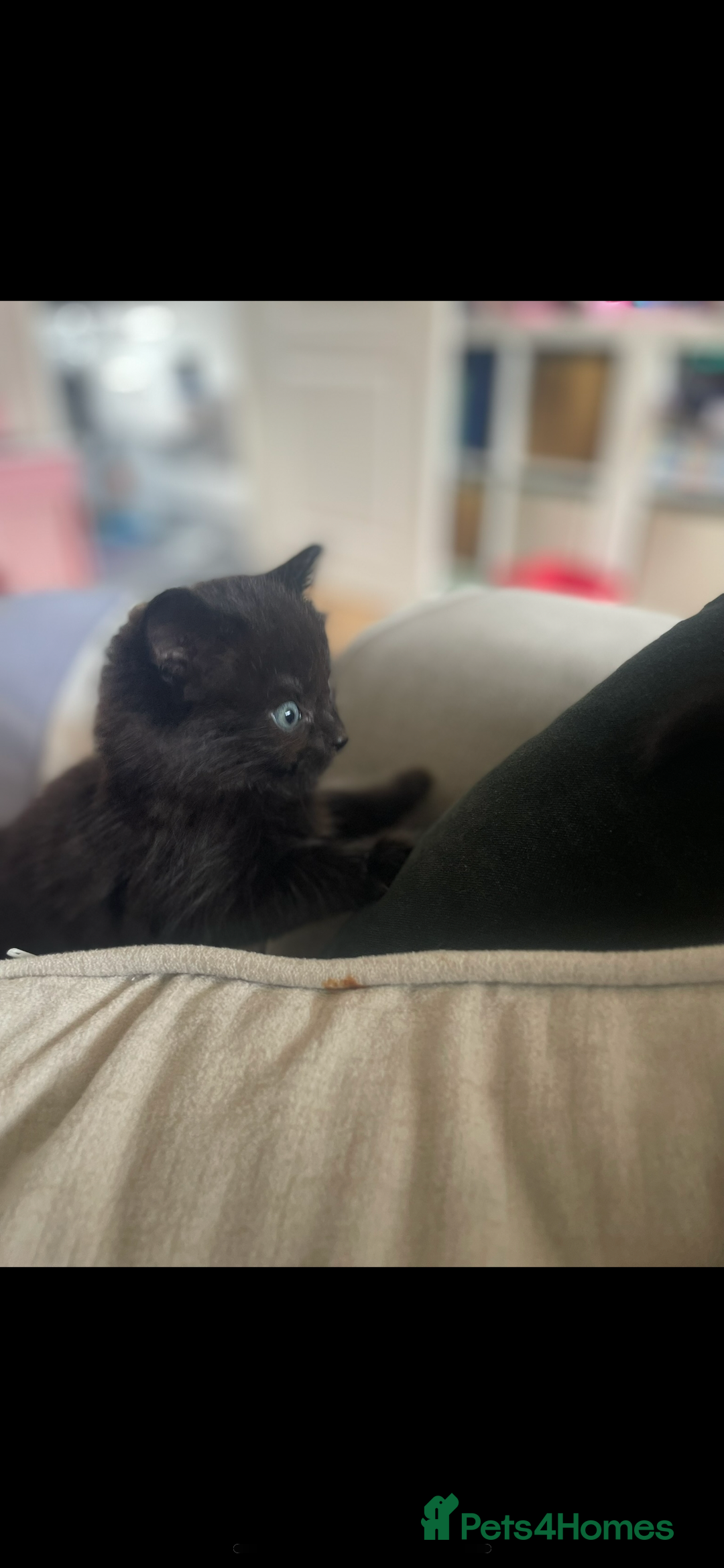 British Shorthair cats for sale: 3 x stunning black 12 week old boys  - Advert 5