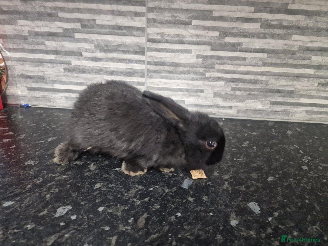 Mini Lion Lop rabbits for sale: Lion lops - Advert 4