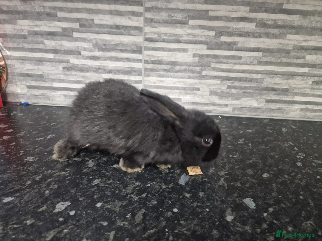 Mini Lion Lop rabbits for sale: Lion lops - Advert 9