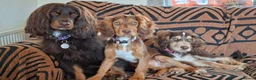 Cocker Spaniel dogs for sale: Cocker Spaniel Maeve, 5 months seeks forever home  - Advert 6