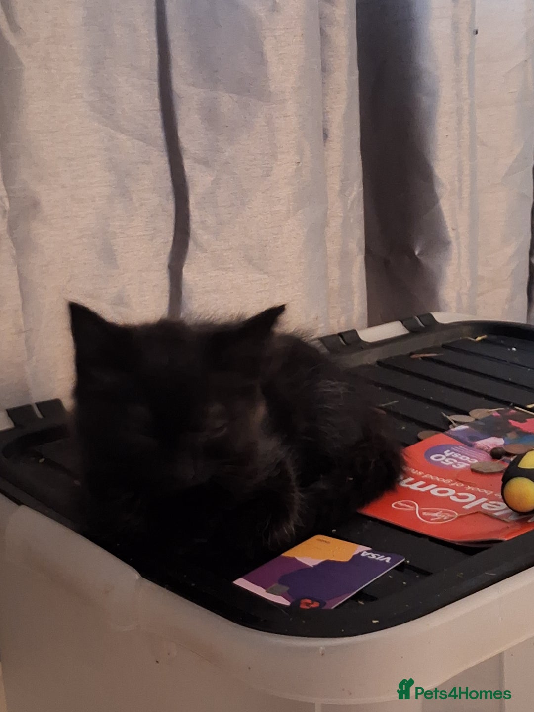 Mixed Breed cats for sale: 9 week old kittens - Image 3