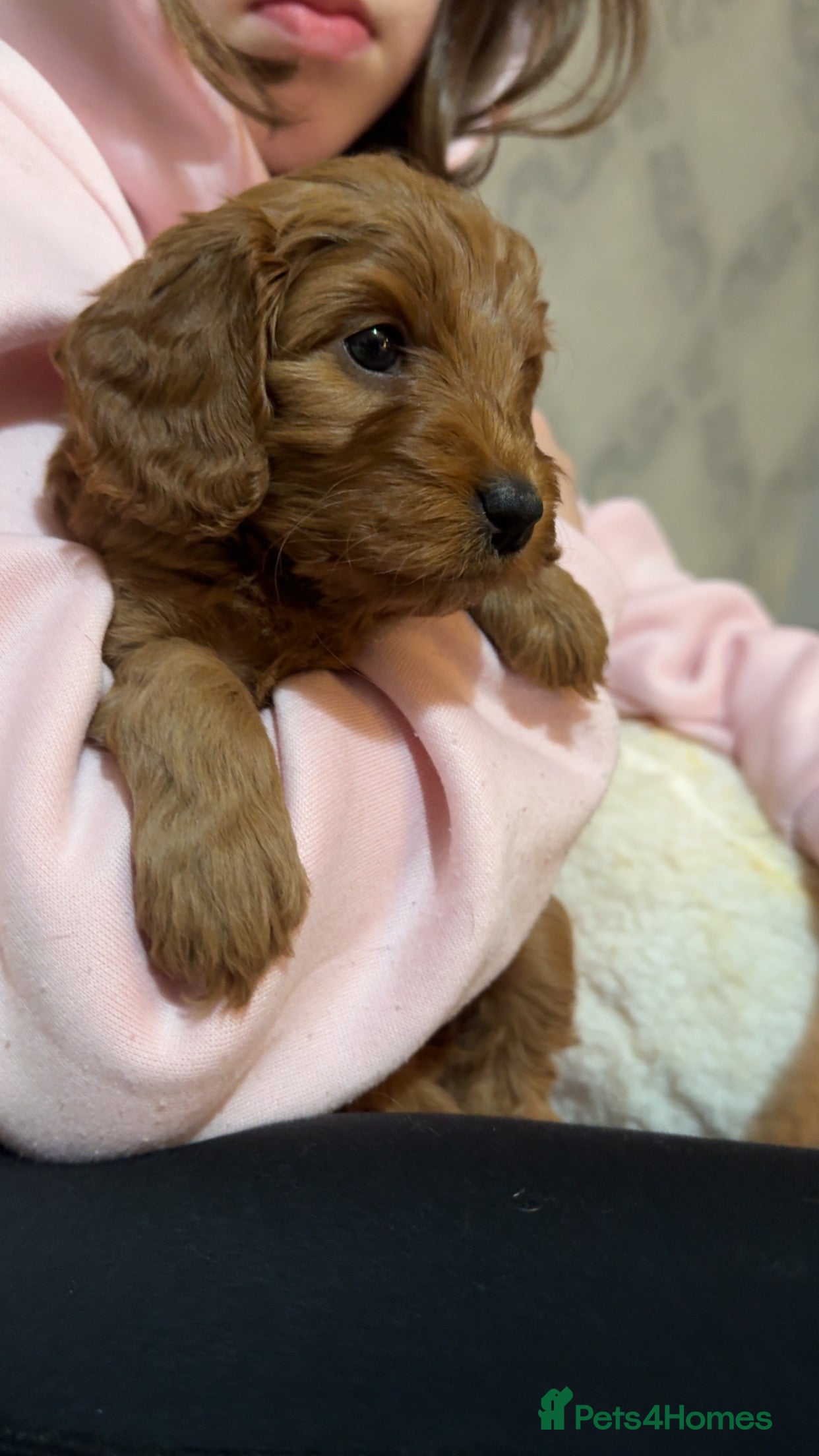 Cockapoo dogs F1 Toy Cockapoos - Advert 15