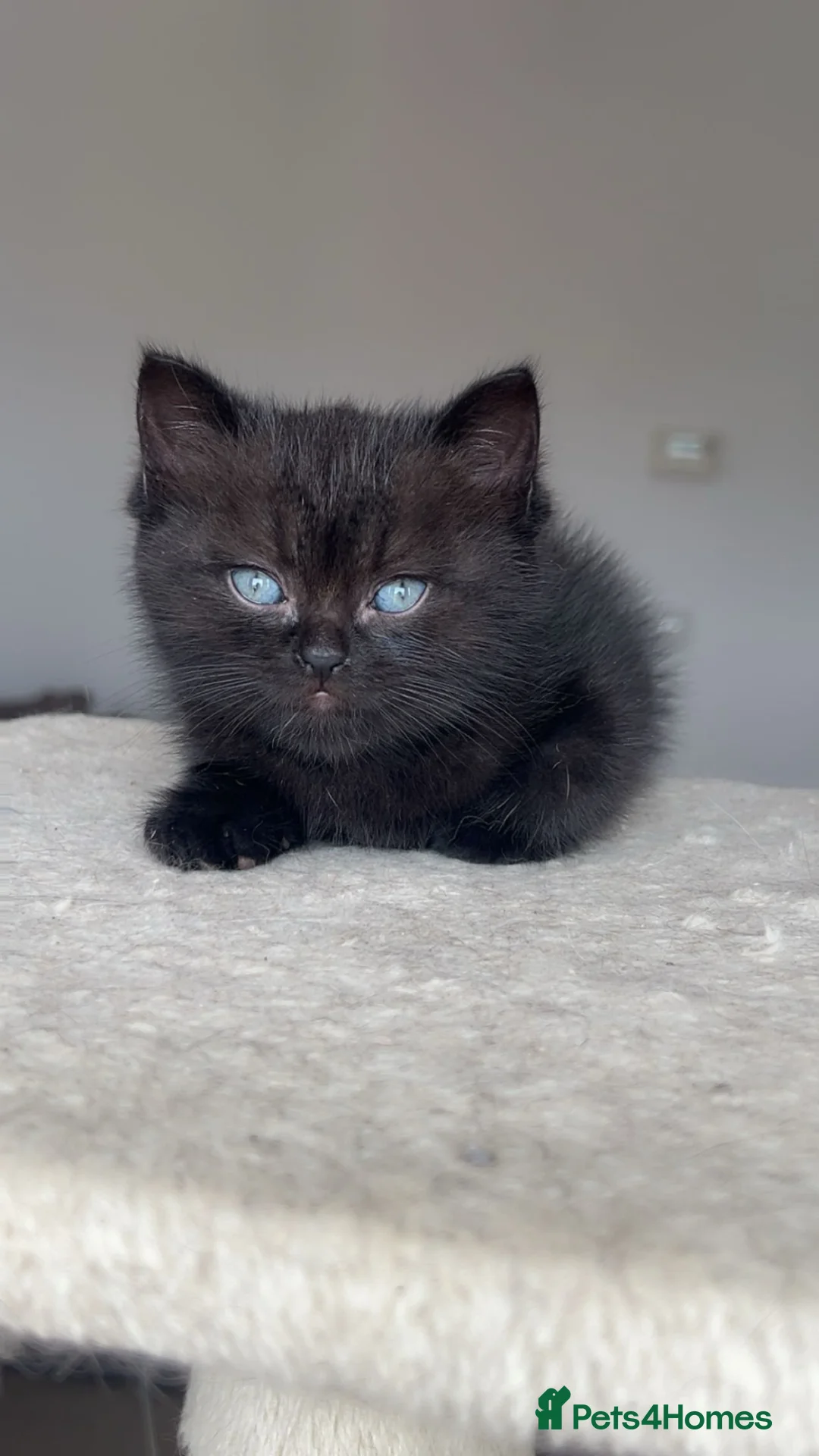 British Shorthair cats for sale: British shorthair kittens - Advert 2