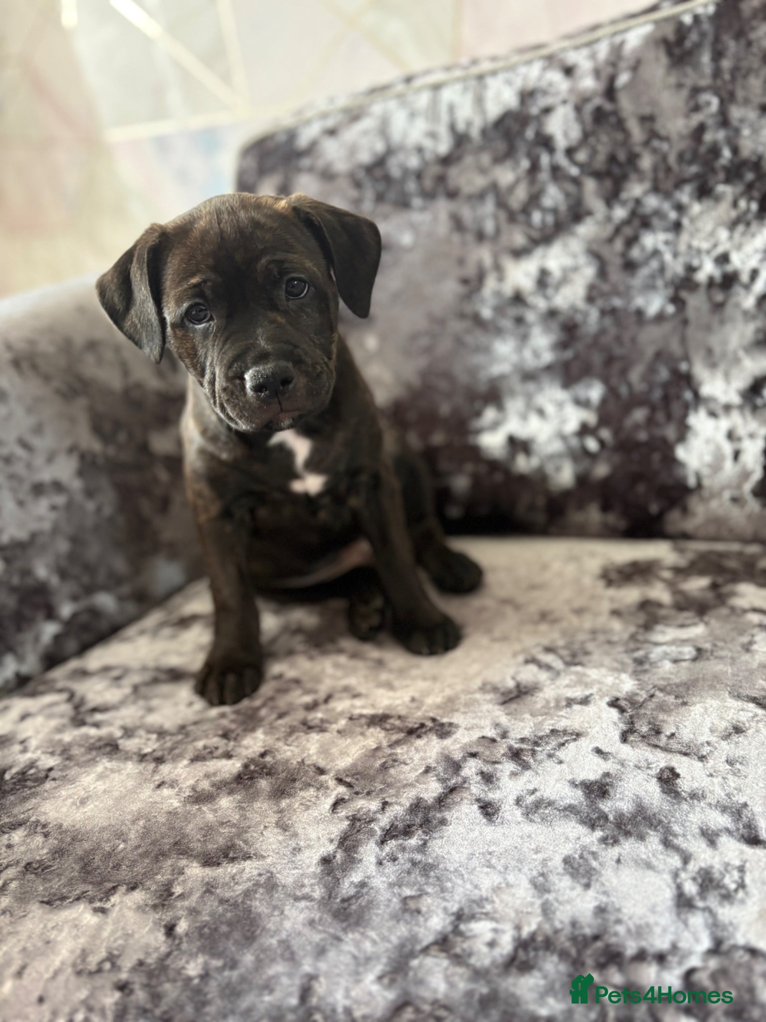 Staffordshire Bull Terrier dogs Staffordshire bull terrier puppy for sale - Advert 1