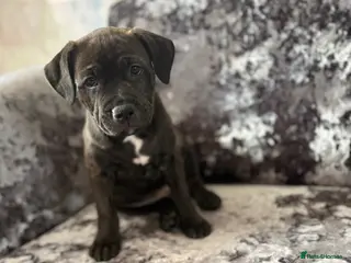 Staffordshire Bull Terrier dogs Staffordshire bull terrier puppy for sale - Advert 1