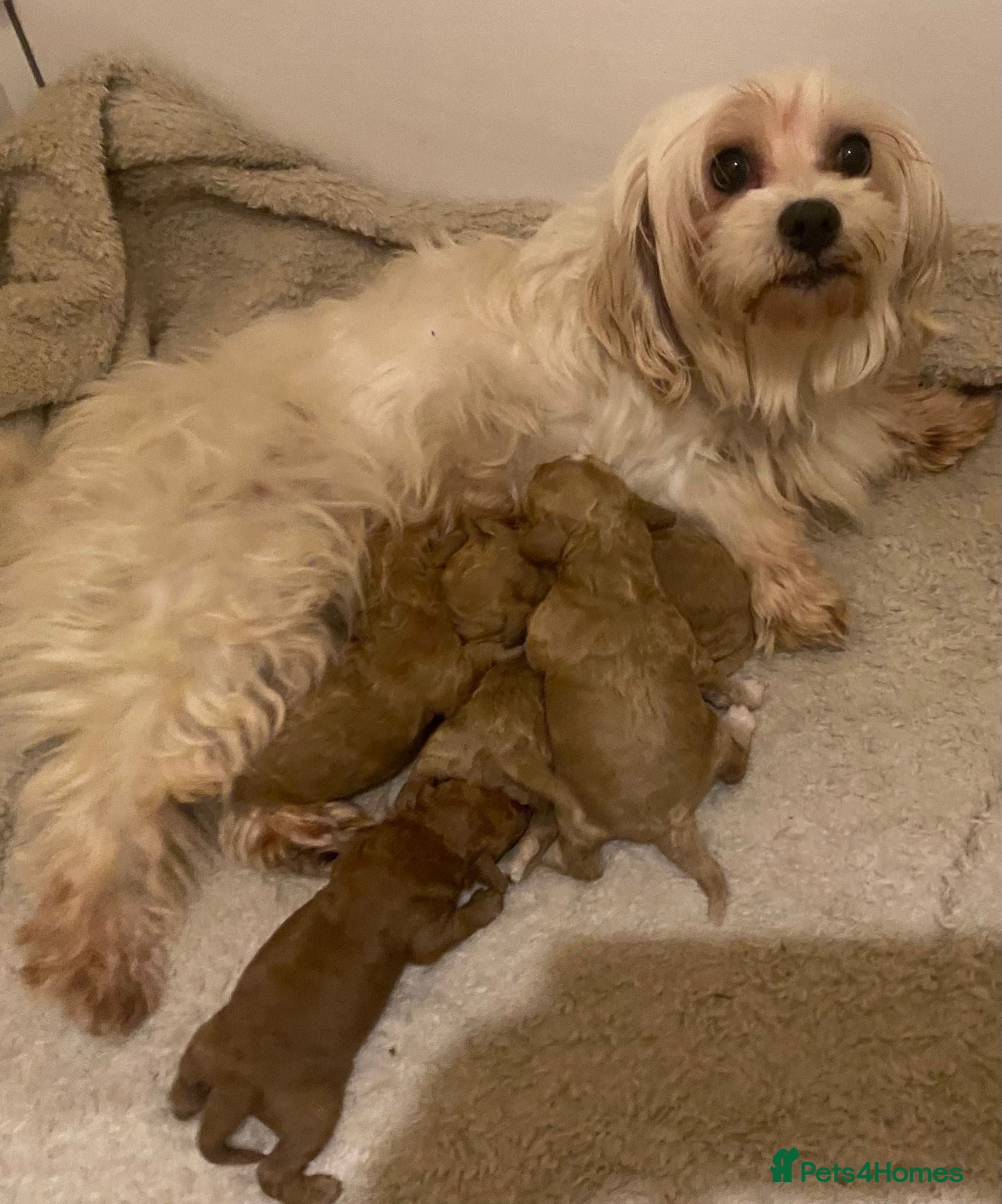 Maltipoo dogs Dna clear Asian maltipoo puppies  - Advert 10