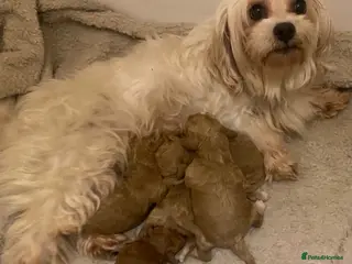 Maltipoo dogs Dna clear Asian maltipoo puppies - Advert 10