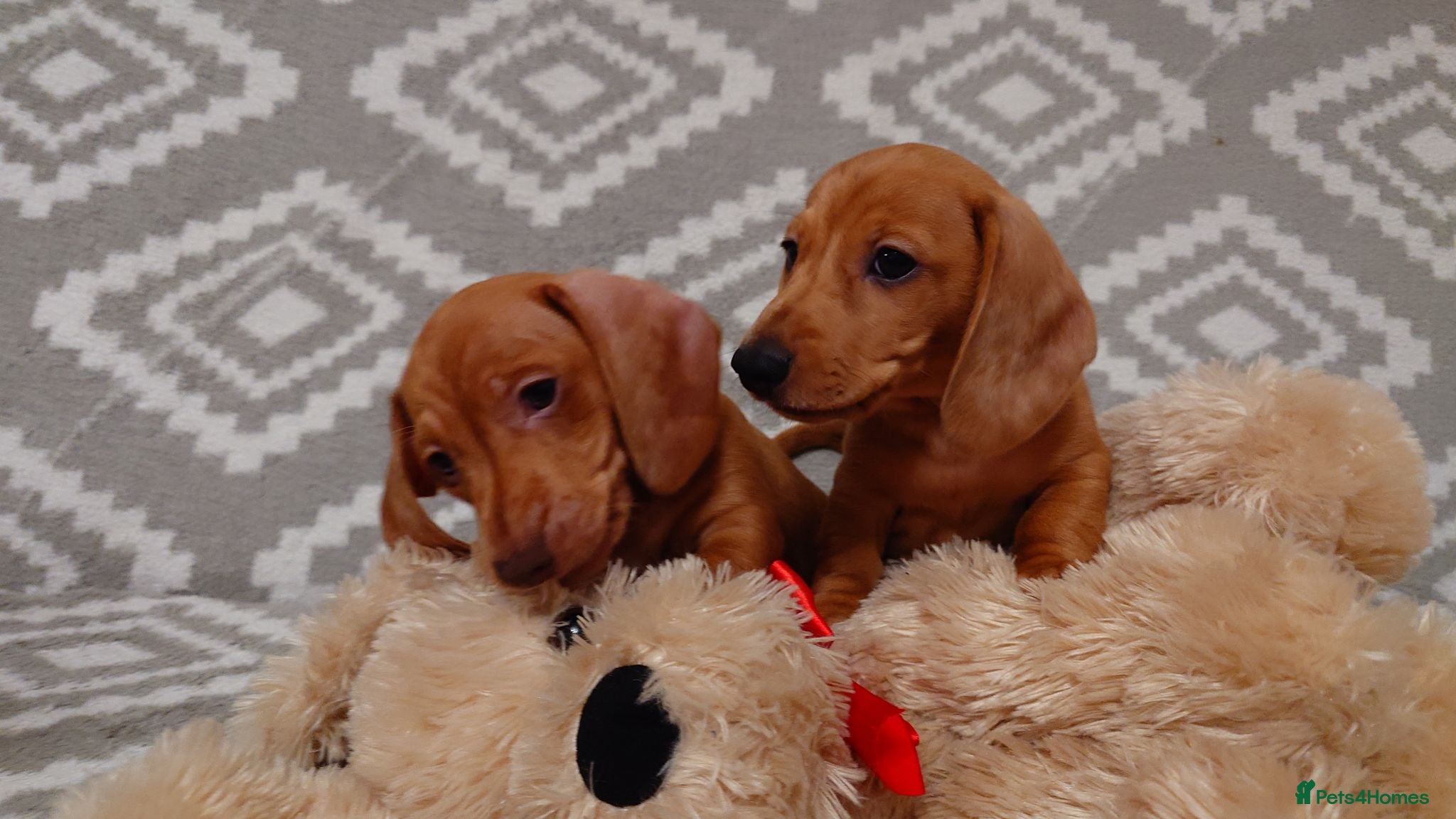 Miniature Dachshund dogs Beautiful Miniature Puppy Dachsung  - Advert 2