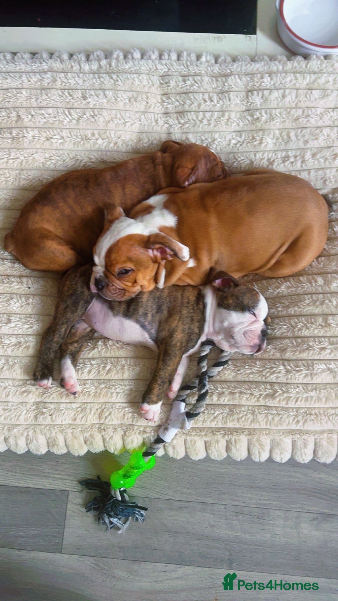 English Bulldog dogs ‼️REDUCED LAST TIME‼️DWKC BULLDOG PUPPIES - Advert 5