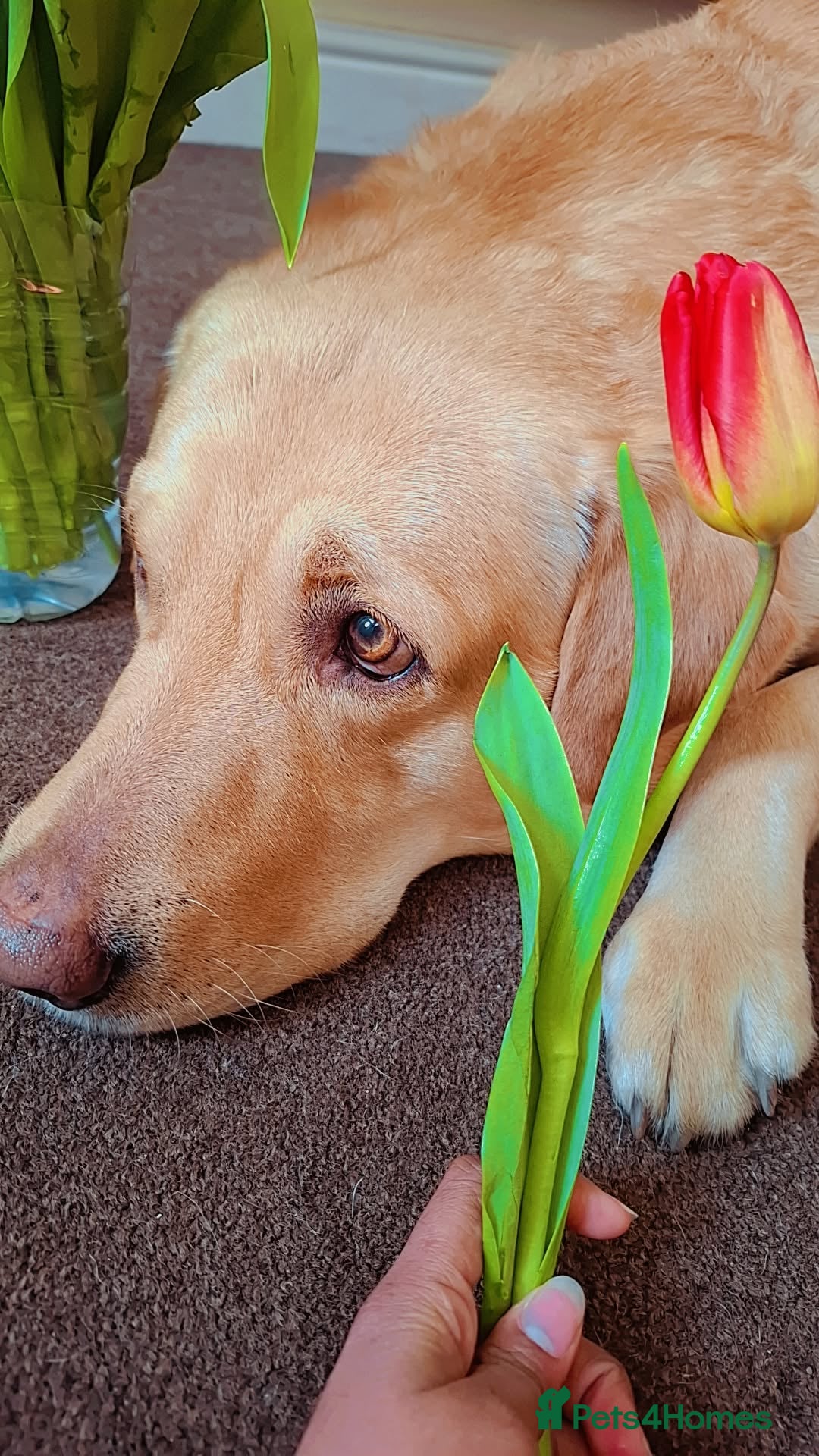 Labrador Retriever dogs for stud: Handsome Golden yellow labrador, family pet - Image 7