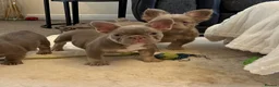 French Bulldog dogs for sale: Kc registered french bulldog puppies  - Advert 4
