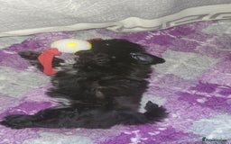 Shih Tzu dogs for sale: Shih Tzu Puppies for Sale - Image 13
