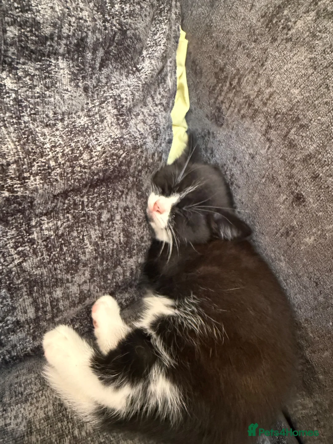 Mixed Breed cats for sale: Male kitten for sale in Enfield - Advert 2