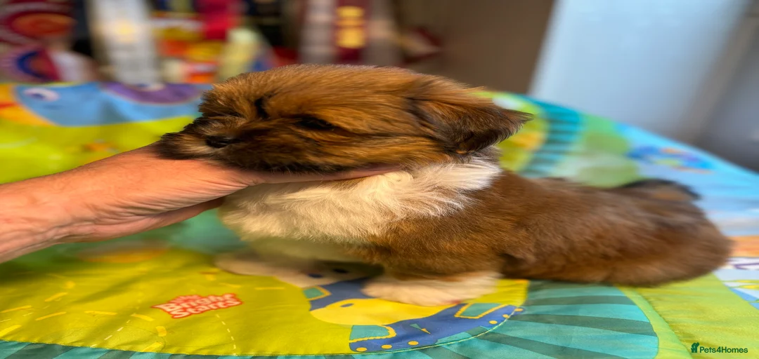 Gallery Image {{count}}