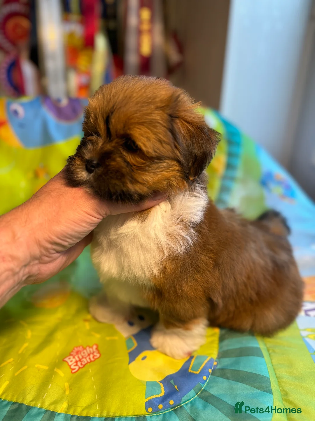 Gallery Image {{count}}