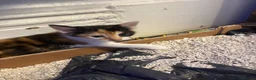 Mixed Breed cats for sale: Kittens for sale  in Bradford - Advert 5