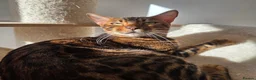 Bengal cats for sale: Beautiful Bengal Female Looking for a Loving Home - Advert 7