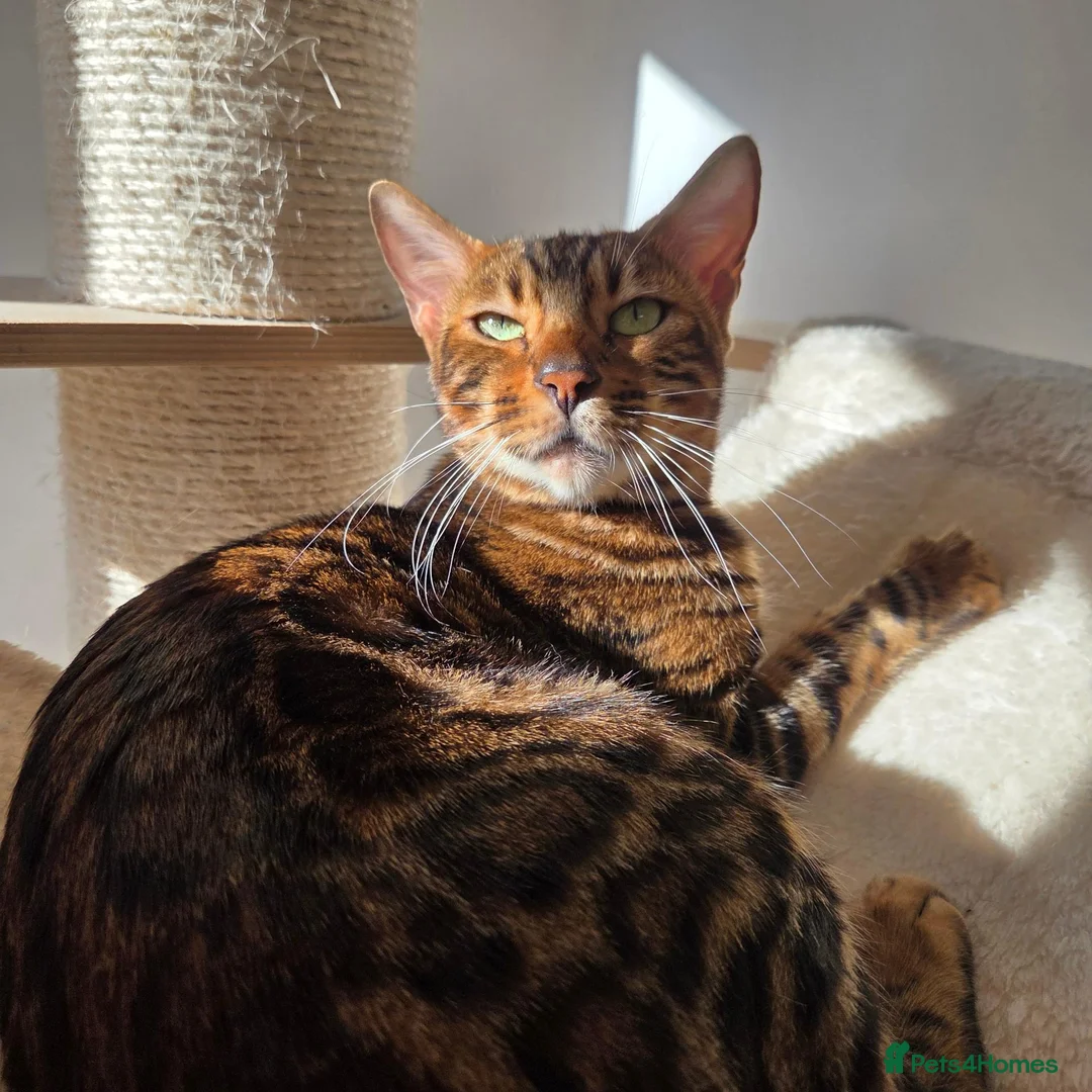 Bengal cats for sale: Beautiful Bengal Female Looking for a Loving Home - Advert 7
