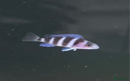 Cichlids fish for sale: 1stGen Tank Bred Frontosa Blue Zaire Moba  - Image 4