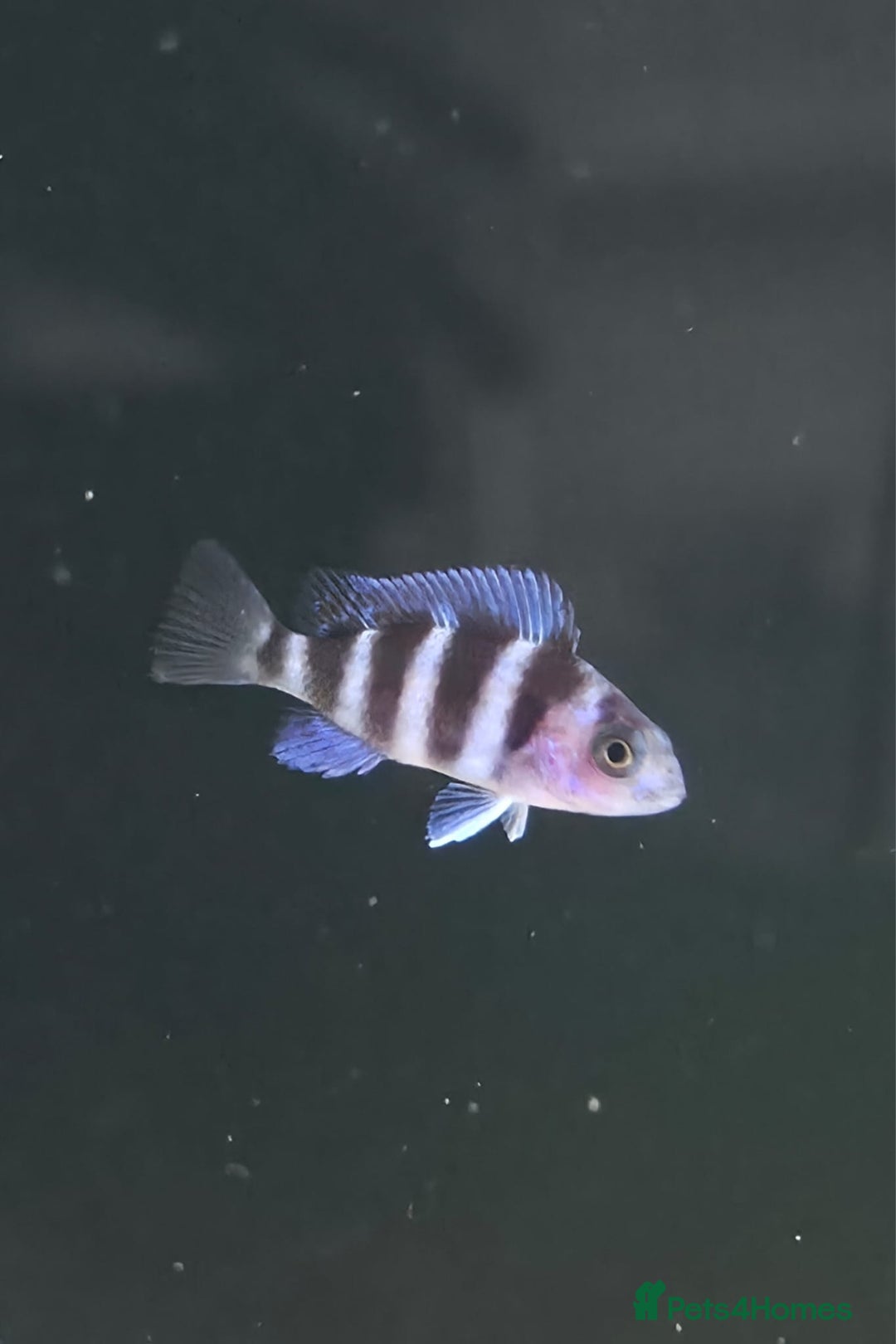 Cichlids fish for sale: 1stGen Tank Bred Frontosa Blue Zaire Moba  - Image 4