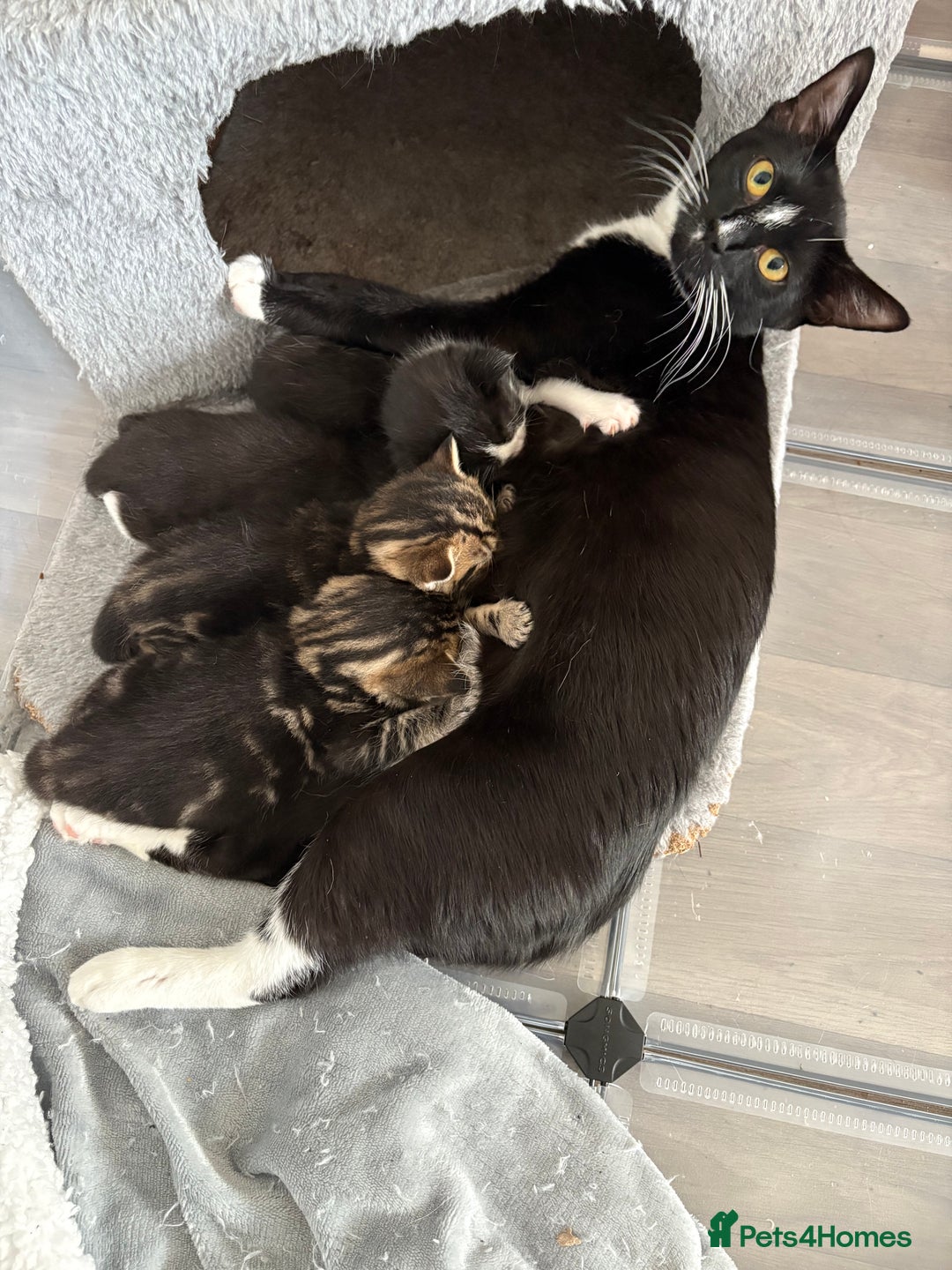 Mixed Breed cats for sale: Kittens for sale  - Image 17