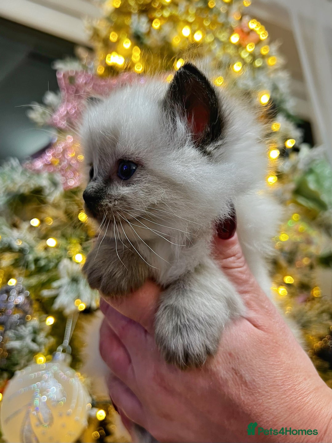 Ragdoll cats for sale: Ragdoll kittens blue point and seal point  - Advert 19