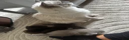 Ragdoll cats for sale: I have a beautiful litter of 5 kittens  - Advert 13