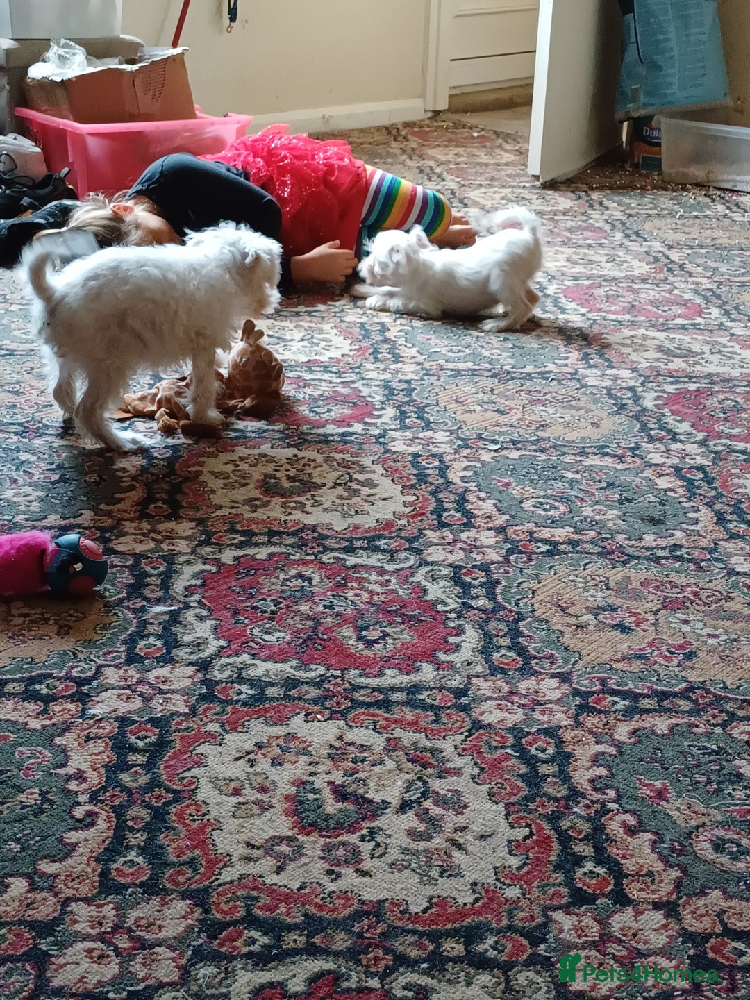 Miniature Schnauzer dogs for sale: RARE Kc USA toy schnauzer  - Advert 2