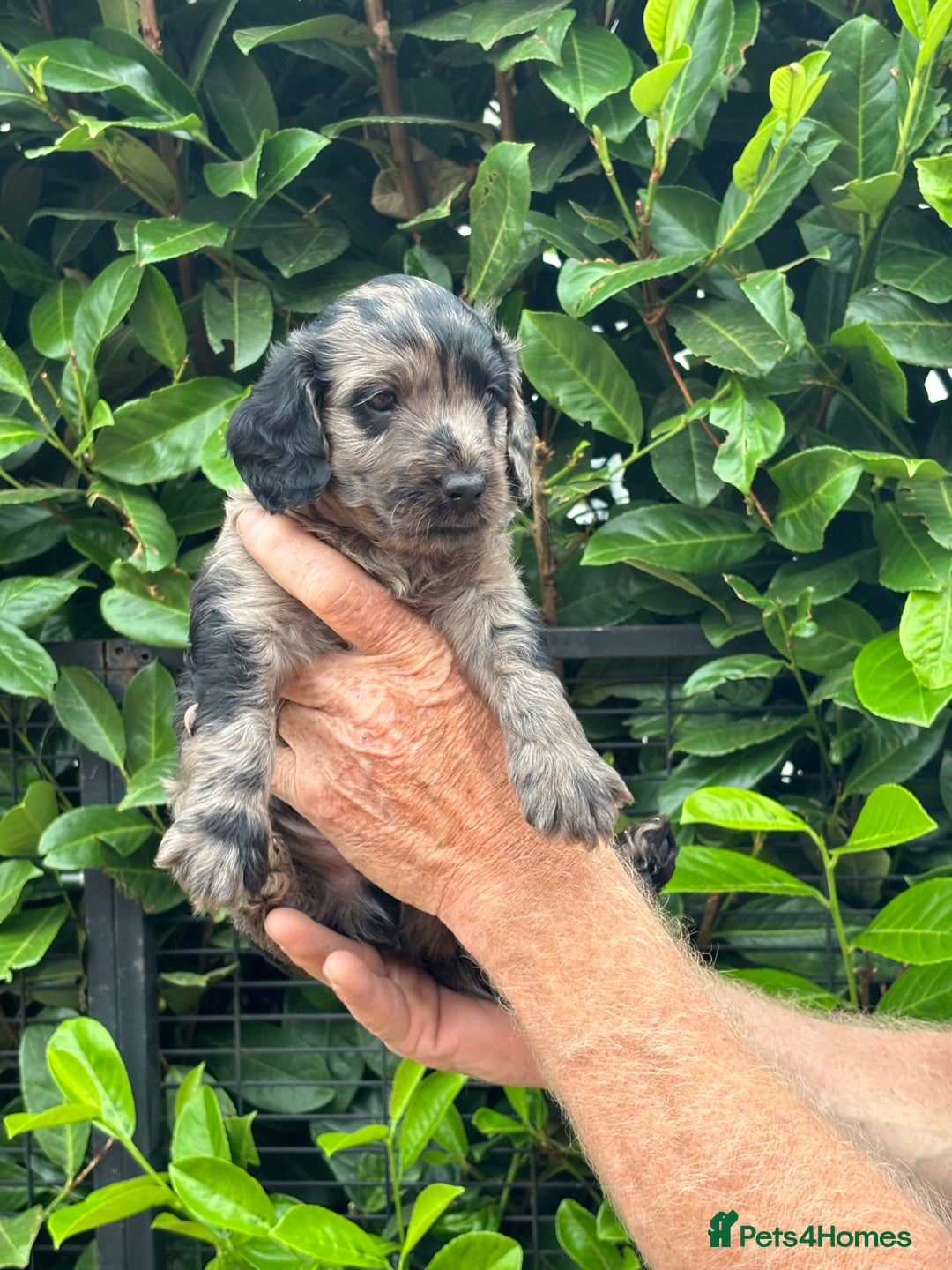 Cockapoo dogs for sale: DNA clear / Licensed Breeder for peace of mind  - Image 24