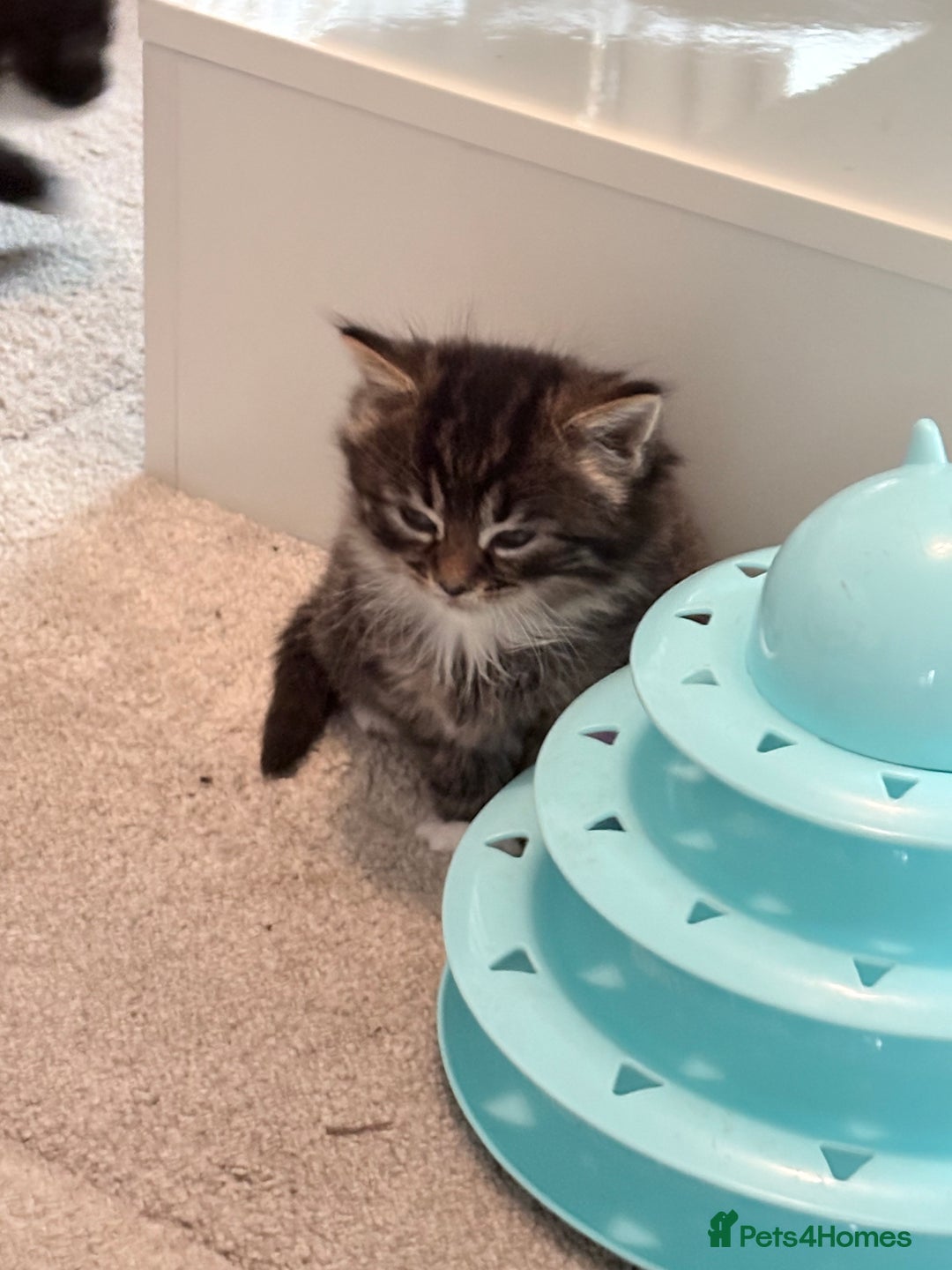 Mixed Breed cats for sale: Beautiful mix breed kittens - Advert 19