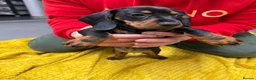 Dachshund dogs for sale: Dachshund girls for sale - Advert 6