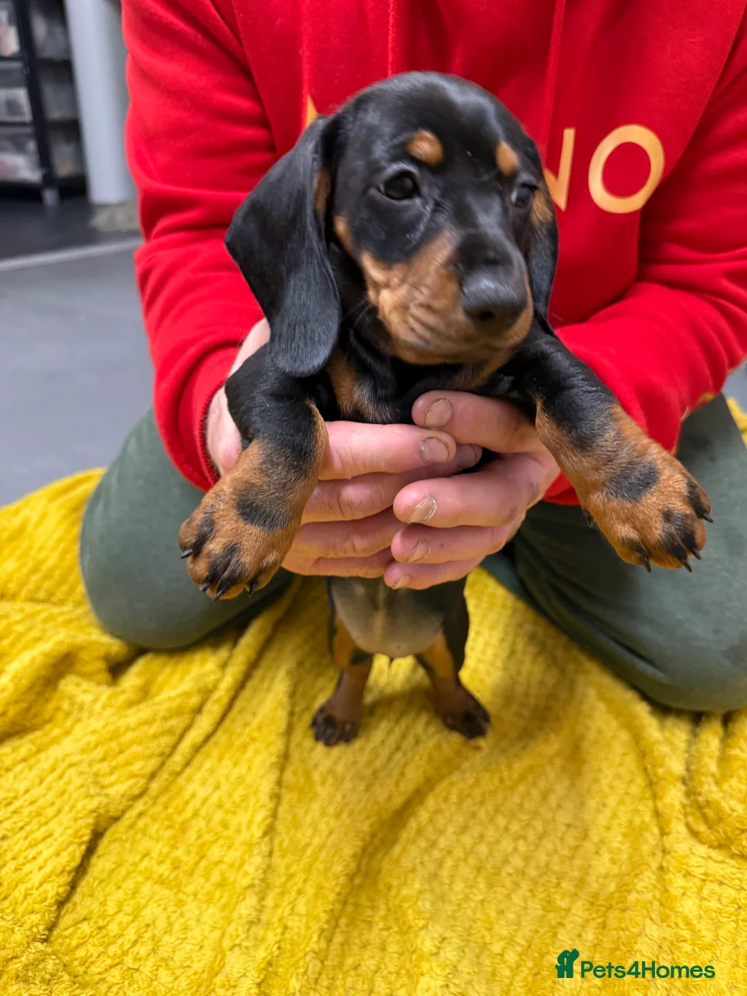 Dachshund dogs for sale: Dachshund girls for sale - Advert 6