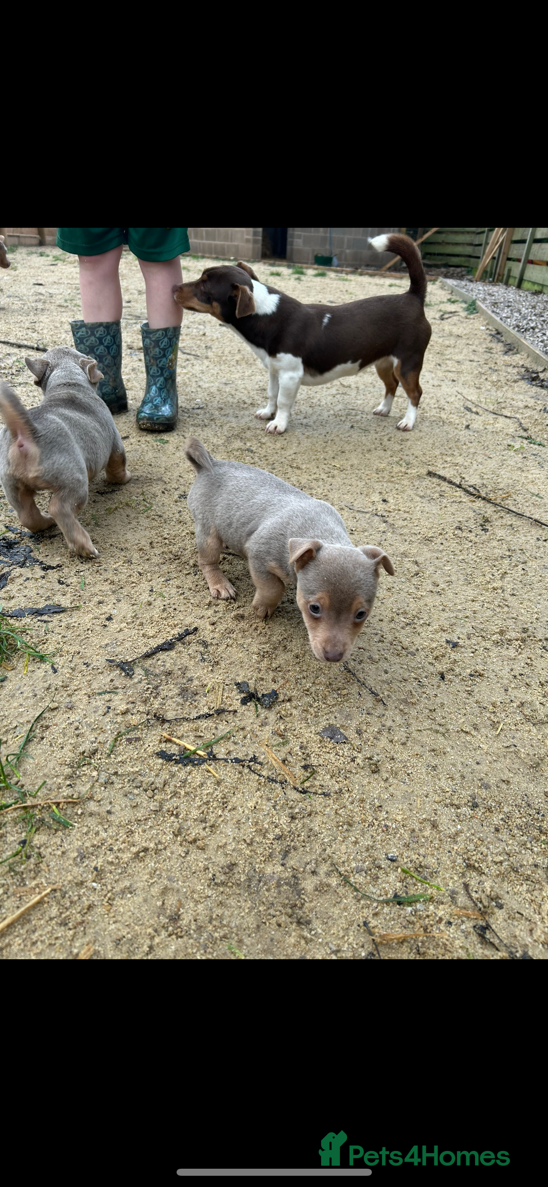 Jack Russell dogs for sale: Miniature Lilac jack Russells - Advert 4
