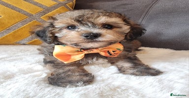Shihpoo dogs - Advert 3