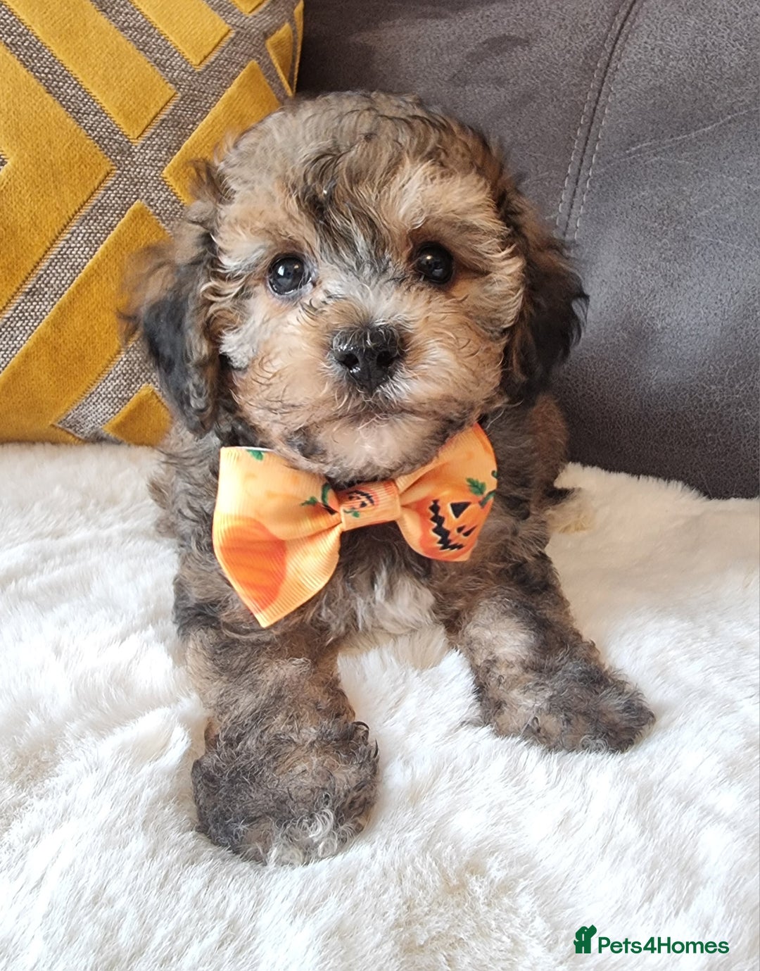 Shihpoo dogs for sale: Adorable little Shihpoo's, sold fully vaccinated - Image 2