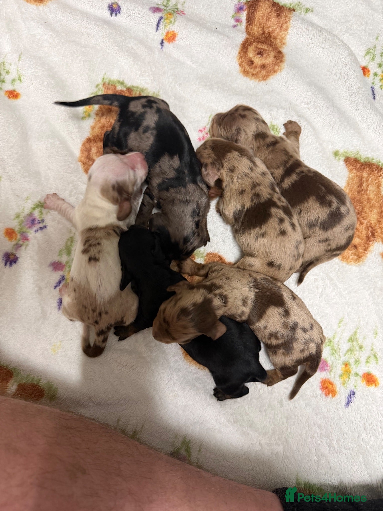 Miniature Dachshund dogs Long haired dachshund puppies - Advert 2