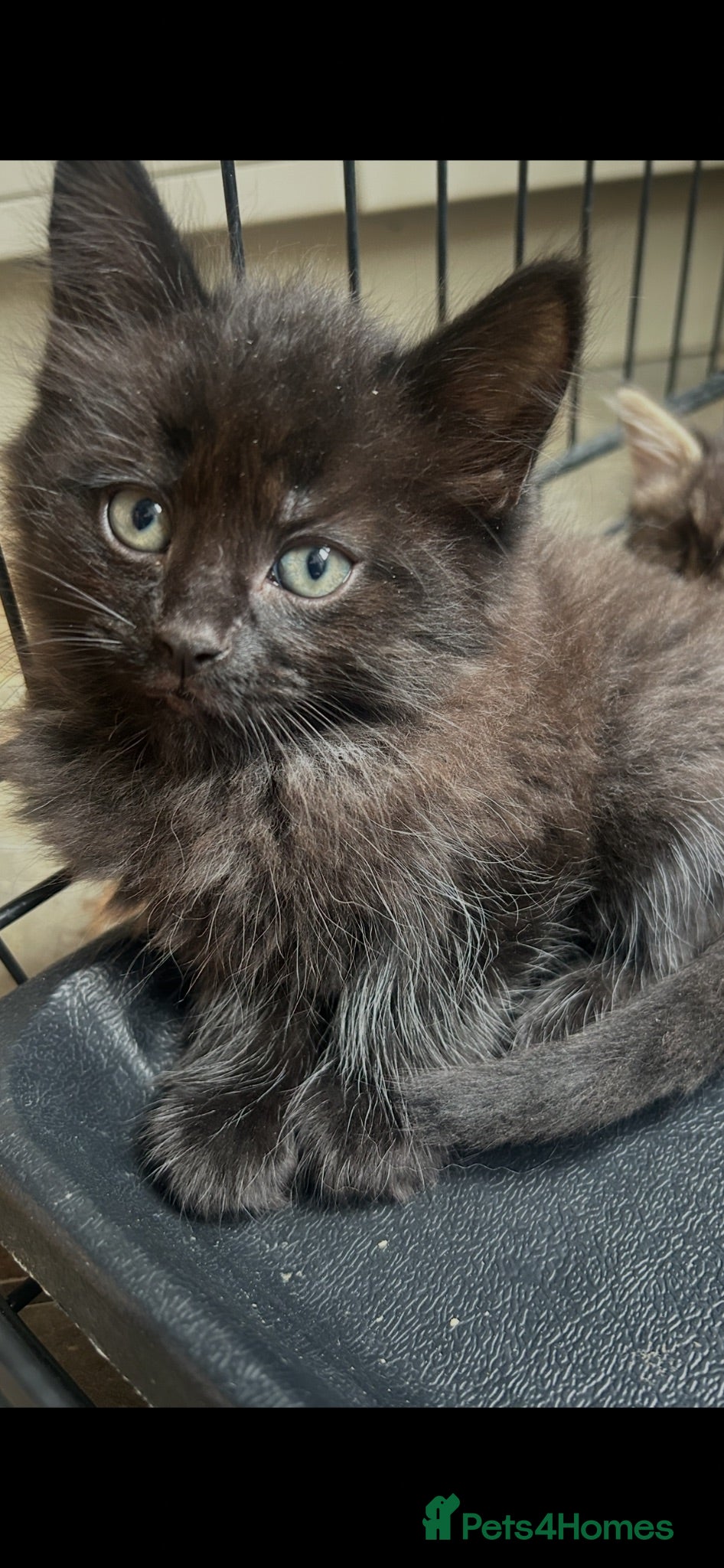 Mixed Breed cats Kittens  - Advert 2