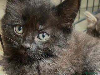 Mixed Breed cats Kittens - Advert 2
