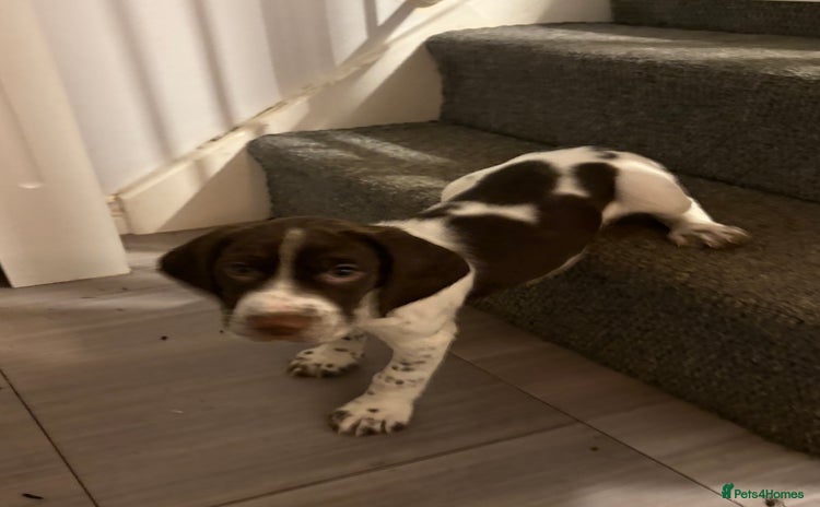 Mixed Breed dogs Sprockers cross  - Advert 5