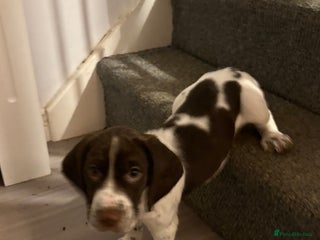 Mixed Breed dogs Sprockers cross - Advert 6