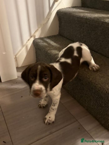 Mixed Breed dogs Sprockers cross - Advert 5